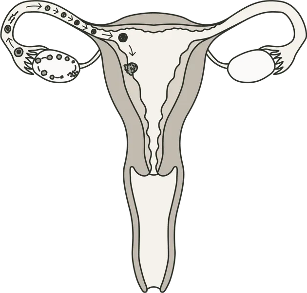 Darstellung der vier Zyklusphasen - Frühling, Sommer, Herbst, Winter mit Archetypen