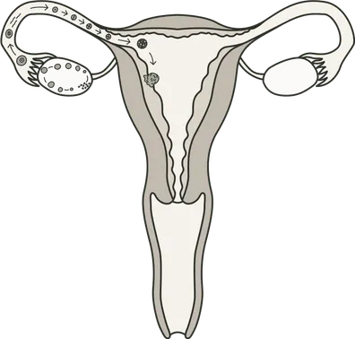 Abb. eines weiblichen Zyklus